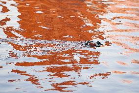 U.S.-NEW YORK-CENTRAL PARK-WATER BIRDS