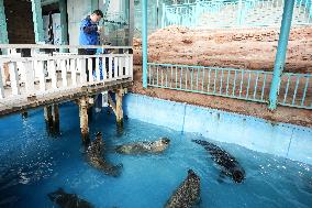 CHINA-LIAONING-DALIAN-SPOTTED SEAL-BREEDING (CN)
