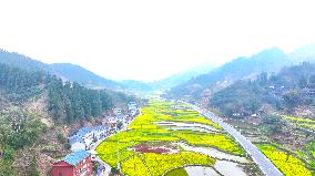 Rapeseed Flowers Bloom in Wenjiang Village