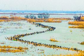Wild Cormorants Gather at Hongze Lake Wetland Reserve in Suqian