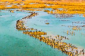 Wild Cormorants Gather at Hongze Lake Wetland Reserve in Suqian