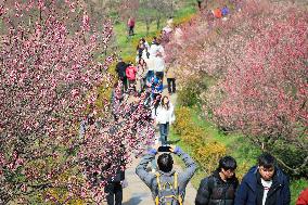 Tourists Enjoy Plum Blossom  in Nanjing