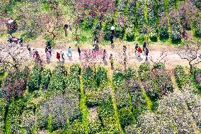 Tourists Enjoy Plum Blossom  in Nanjing