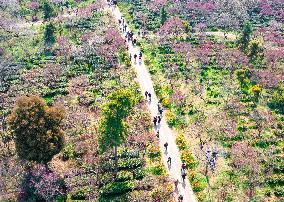 Tourists Enjoy Plum Blossom  in Nanjing