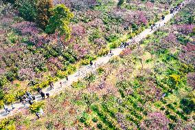 Tourists Enjoy Plum Blossom  in Nanjing