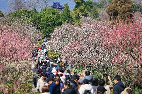 Tourists Enjoy Plum Blossom  in Nanjing