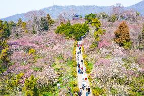 Tourists Enjoy Plum Blossom  in Nanjing