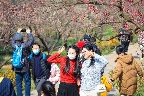 Tourists Enjoy Plum Blossom  in Nanjing