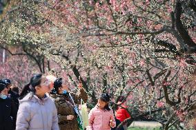 Tourists Enjoy Plum Blossom  in Nanjing