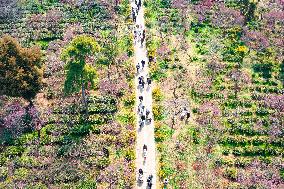 Tourists Enjoy Plum Blossom  in Nanjing