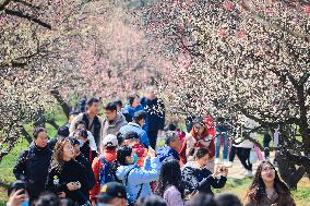 Tourists Enjoy Plum Blossom  in Nanjing