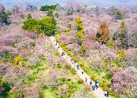 Tourists Enjoy Plum Blossom  in Nanjing