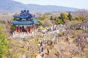 Tourists Enjoy Plum Blossom  in Nanjing