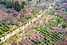 Tourists Enjoy Plum Blossom  in Nanjing