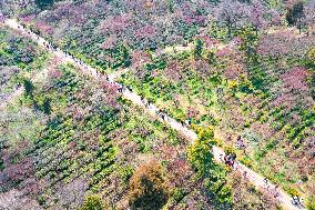 Tourists Enjoy Plum Blossom  in Nanjing