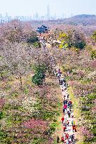 Tourists Enjoy Plum Blossom  in Nanjing