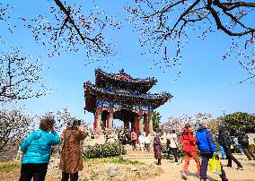 Tourists Enjoy Plum Blossom  in Nanjing