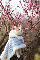 A Pet Cat Enjoys Blooming Plum Blossoms  in Nanjing