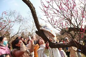 A Pet Cat Enjoys Blooming Plum Blossoms  in Nanjing
