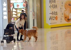 Pets Strolling Around Mall