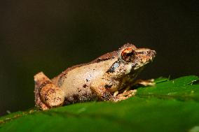Frogs Of Sri Lanka
