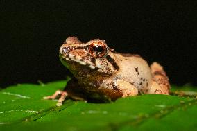 Frogs Of Sri Lanka