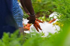 Carrot Farmers In Sri Lanka