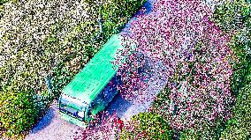 Tourists Visit Blooming Magnolia Flower in Nanchang