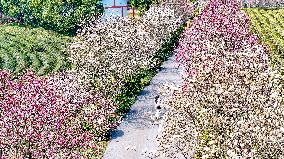 Tourists Visit Blooming Magnolia Flower in Nanchang