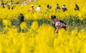 Tourists Play Among The Blooming Rapeseed Flowers in Chongqing