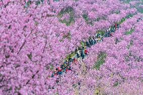 Tourists Visit Among Blooming Plum Blossoms in Chongqing, China