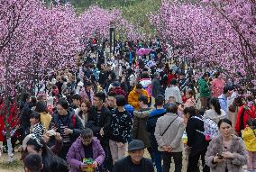 Tourists Visit Among Blooming Plum Blossoms in Chongqing, China