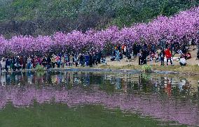 Tourists Visit Among Blooming Plum Blossoms in Chongqing, China