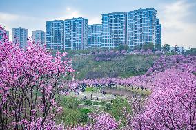 Tourists Visit Among Blooming Plum Blossoms in Chongqing, China