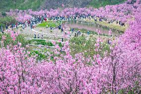 Tourists Visit Among Blooming Plum Blossoms in Chongqing, China