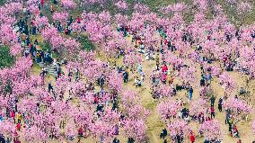 Tourists Visit Among Blooming Plum Blossoms in Chongqing, China