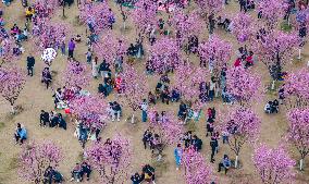 Tourists Visit Among Blooming Plum Blossoms in Chongqing, China