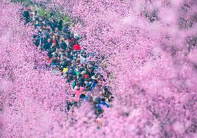 Tourists Visit Among Blooming Plum Blossoms in Chongqing, China