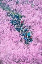 Tourists Visit Among Blooming Plum Blossoms in Chongqing, China