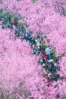 Tourists Visit Among Blooming Plum Blossoms in Chongqing, China