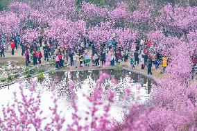 Tourists Visit Among Blooming Plum Blossoms in Chongqing, China