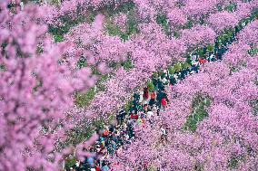 Tourists Visit Among Blooming Plum Blossoms in Chongqing, China