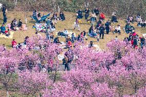 Tourists Visit Among Blooming Plum Blossoms in Chongqing, China