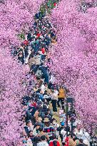 Tourists Visit Among Blooming Plum Blossoms in Chongqing, China