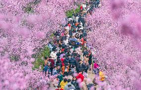 Tourists Visit Among Blooming Plum Blossoms in Chongqing, China