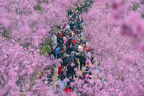 Tourists Visit Among Blooming Plum Blossoms in Chongqing, China