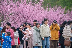 Tourists Visit Among Blooming Plum Blossoms in Chongqing, China