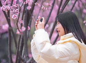 Tourists Visit Among Blooming Plum Blossoms in Chongqing, China