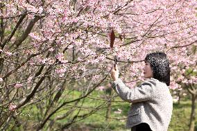 Tourists Visit Cherry Blossoms in Full Bloom in Fuzhou