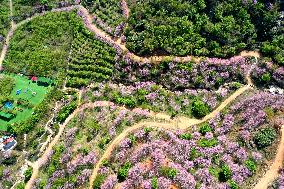 Tourists Visit Cherry Blossoms in Full Bloom in Fuzhou